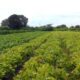 seguranca-alimentar-e-povos-indigenas-tem-r$-64,3-milhoes-em-credito