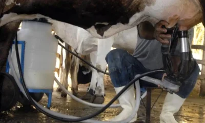 producao-de-leite-bate-recorde-mesmo-com-reducao-de-vacas-ordenhadas