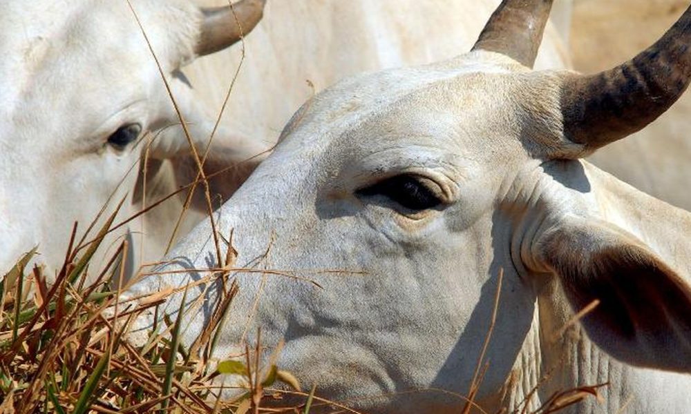 carne-brasileira-vai-pagar-tarifa-de-67%-para-entrar-na-china
