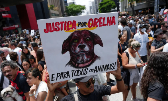 campinas-aprova-‘dia-do-cao-orelha’-em-homenagem-a-vitimas-de-maus-tratos