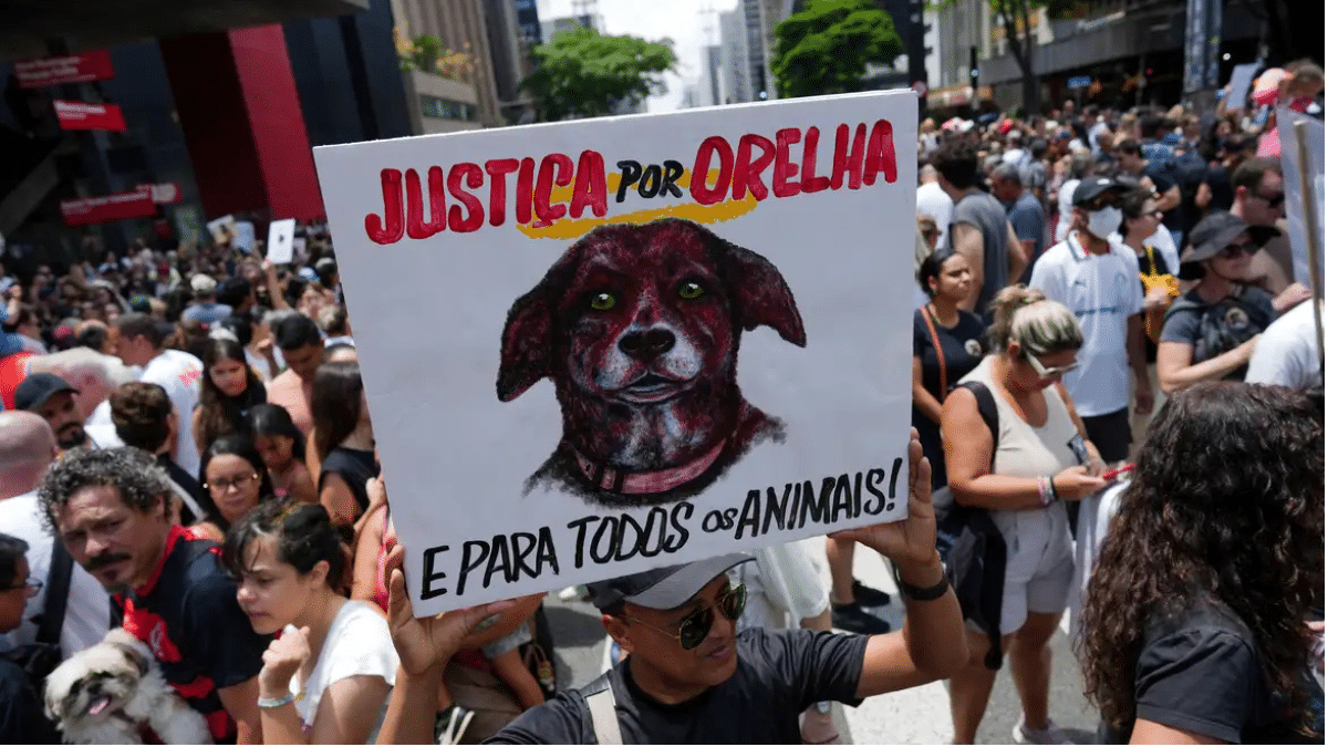 campinas-aprova-‘dia-do-cao-orelha’-em-homenagem-a-vitimas-de-maus-tratos