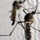 aedes-aegypti:-quase-metade-dos-municipios-esta-em-alerta-ou-risco