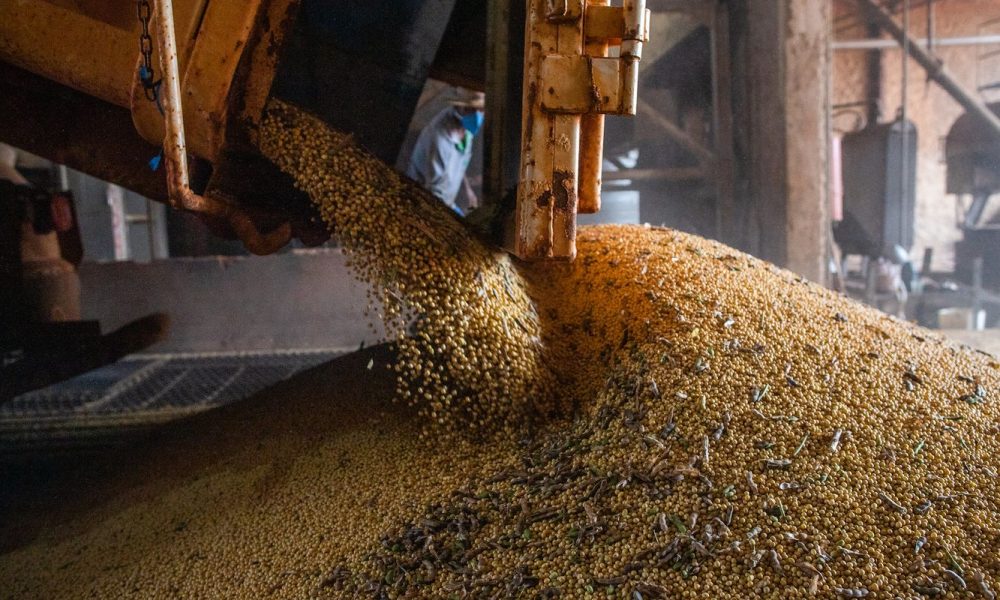 producao-brasileira-de-graos-deve-aumentar-apesar-do-el-nino