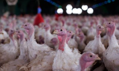 agricultura-confirma-foco-de-doenca-de-newcastle-em-santa-catarina