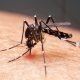 mudancas-climaticas-ja-causam-aumento-de-doencas-infecciosas-no-pais